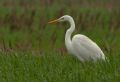 Casmerodius albus
